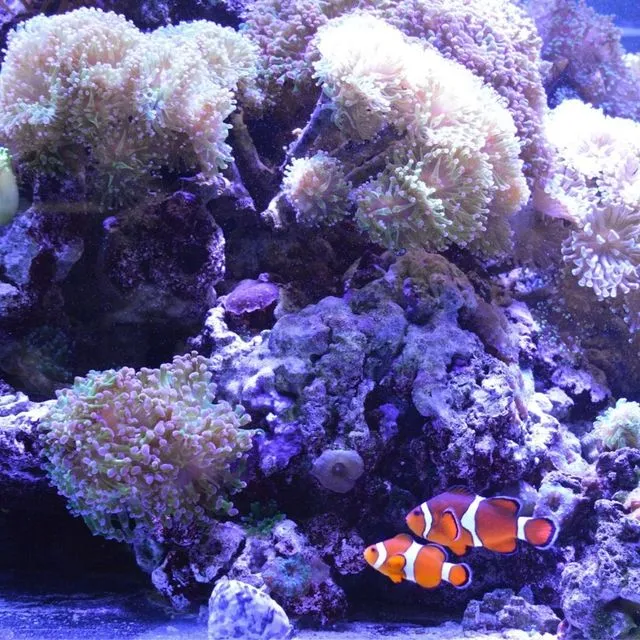 thumbnail for publication: 4-H Marine Aquarium Project Book: Youth Project Guide to Starting and Maintaining a Saltwater Aquarium System